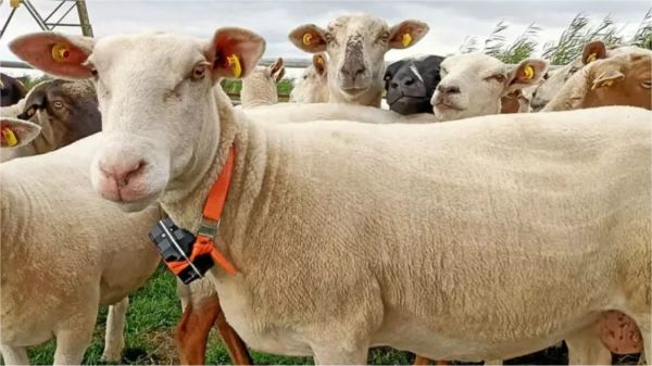 Sheep with LoRaWan gateway for activity monitoring